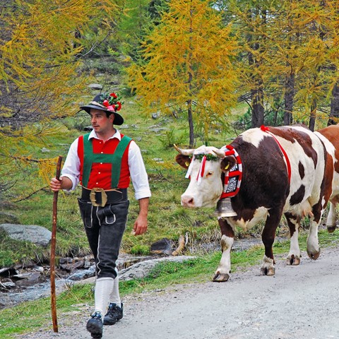 Almabtrieb Ahrntal